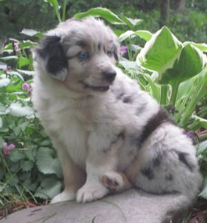 MinatureAustralianShepherds